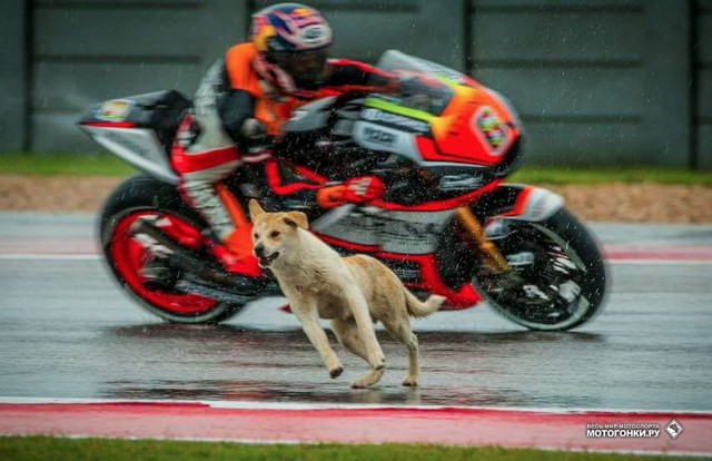 MotoGP 2015 Americas GP 2st Round : у каждого пса своя невероятная история успеха MotoGP 2015 Americas GP 2st Round : у каждого пса своя невероятная история успеха