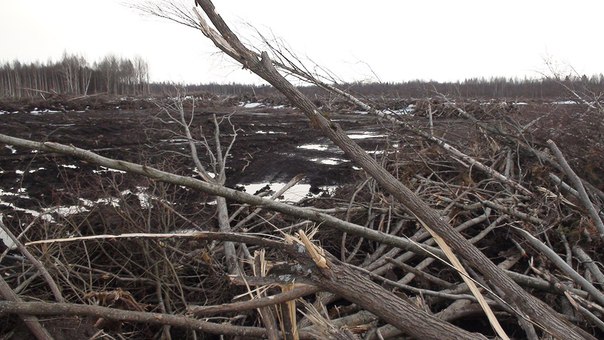 таким был паддок в 2011 году таким был паддок в 2011 году