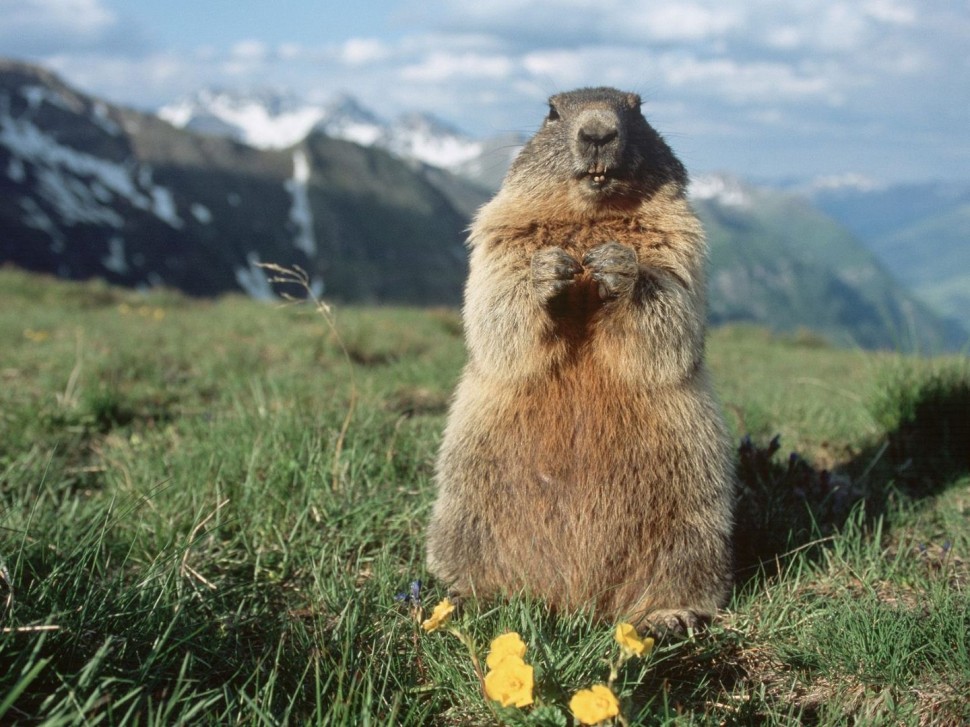 Сурок Альпийский, как раз из Hohe Tauern National Park Сурок Альпийский, как раз из Hohe Tauern National Park