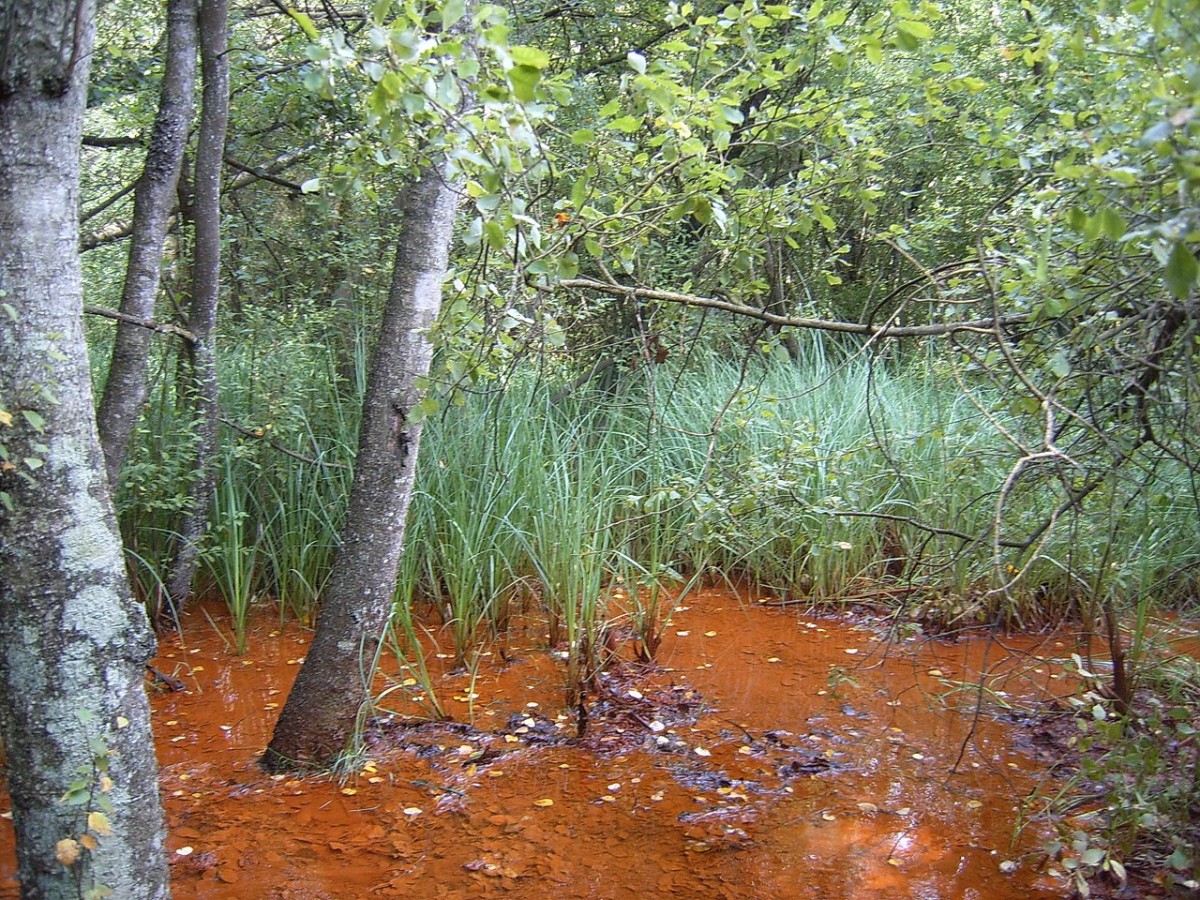 Вода в болотце и в реке действительно - насыщенно красно-коричневого цвета Вода в болотце и в реке действительно - насыщенно красно-коричневого цвета