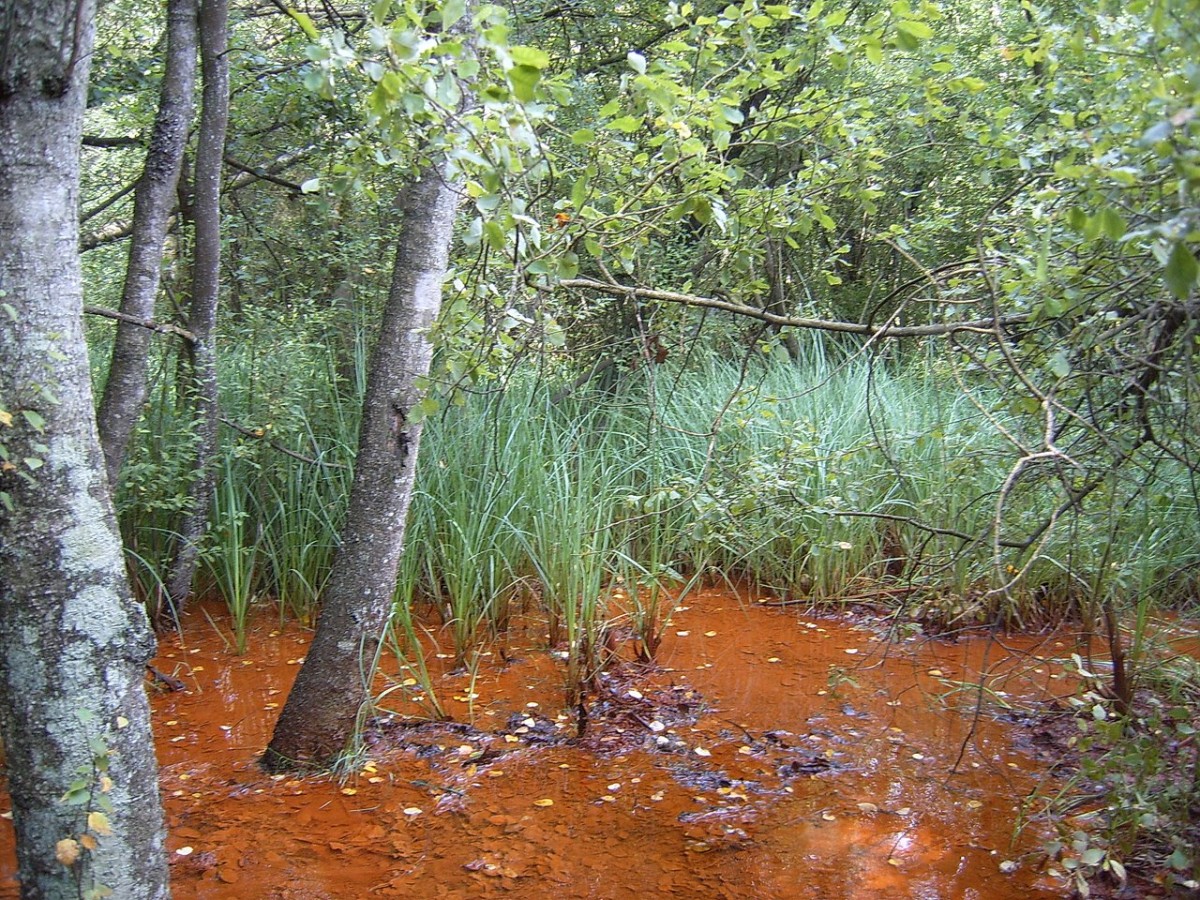 Вода в болотце и в реке действительно - насыщенно красно-коричневого цвета