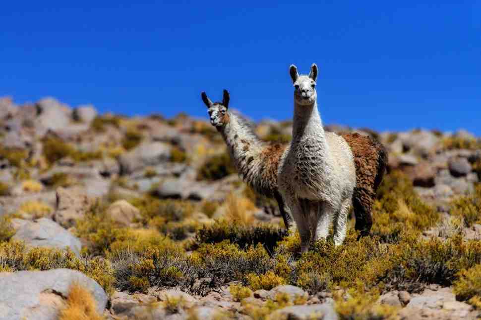 Дакар-2017: Маршрут СУ5 - TUPIZA-ORURO